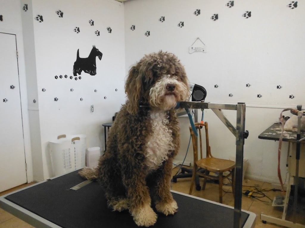 Bubbles Dog Grooming | 1514 9 Ave S, Lethbridge, AB T1J 3A3, Canada | Phone: (403) 329-1231