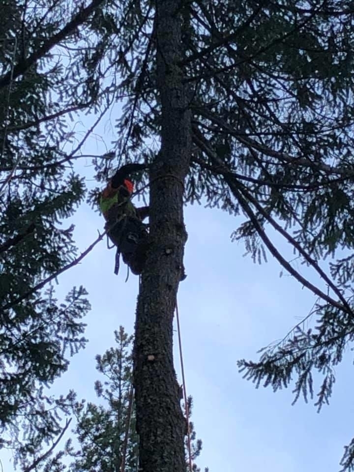 DB Tree Service | 2179 14th Ave, Port Alberni, BC V9Y 2Y7, Canada | Phone: (250) 667-3283