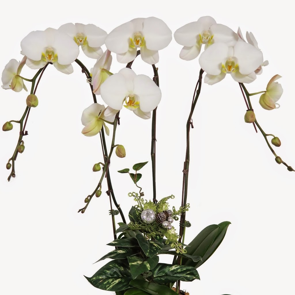 Ever Spring Orchids | 2868 Pipeline Rd, West Saint Paul, MB R4A 7A8, Canada | Phone: (204) 338-2340