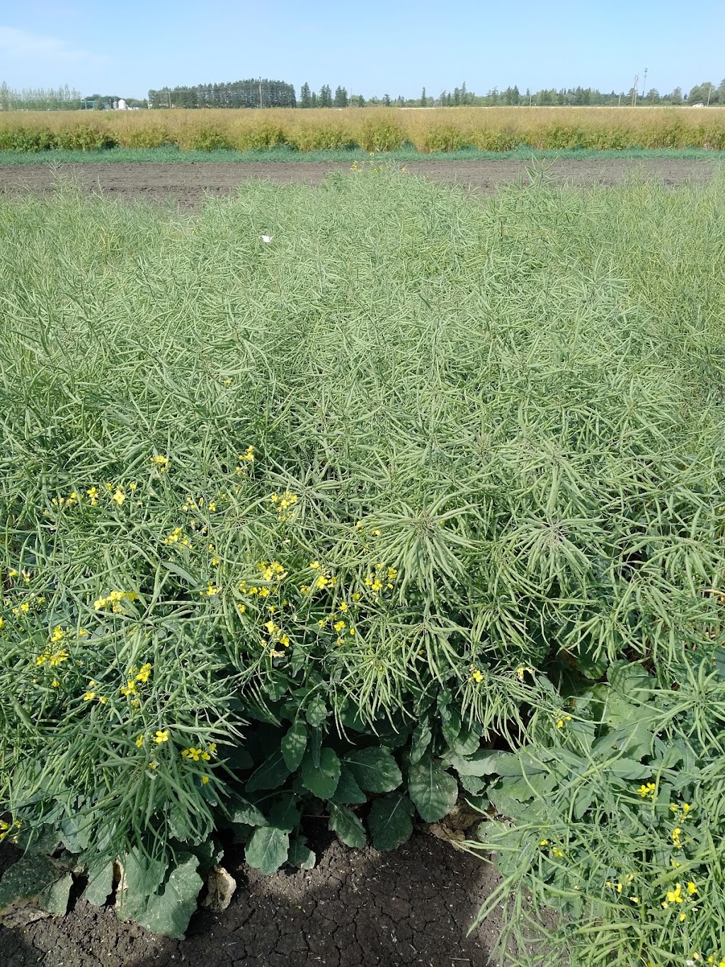 DL Seeds | Provincial Rd 330, Manitoba R0G 1N0, Canada | Phone: (204) 331-3611