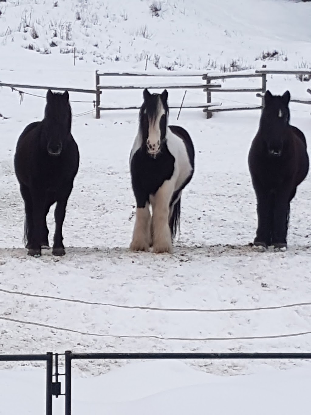 Sun Peaks Stables | Unnamed Road, Heffley Creek, BC V0E 1Z1, Canada | Phone: (250) 572-1325