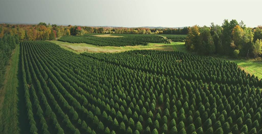 Downey Tree farm & Nursery | 6196 Chem. North, Hatley, QC J0B 4B0, Canada | Phone: (819) 566-0319