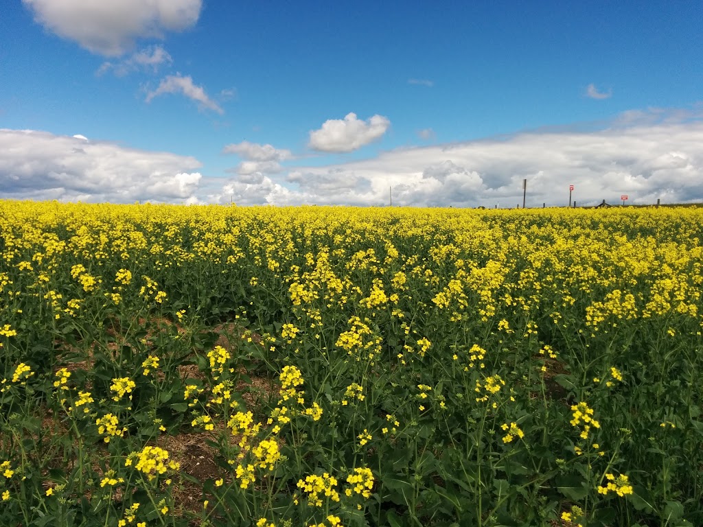 Lions Club of Bearspaw: Farmers Market & Event Venue | 25240 Nagway Rd, Calgary, AB T3R 1A1, Canada | Phone: (403) 239-0201