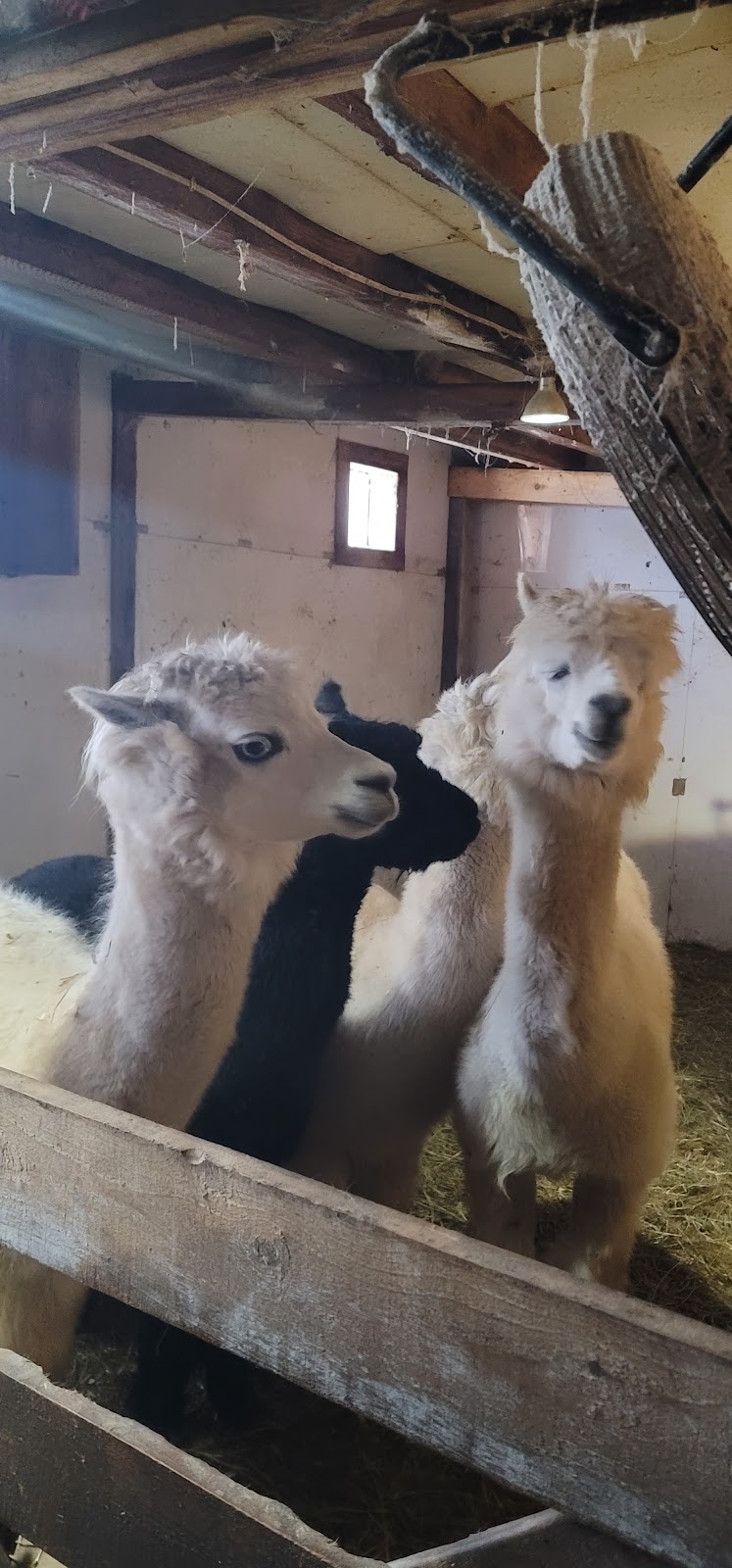 Ferme Origine | 1001 Chem. des Îles, Pintendre, QC G6C 1B5, Canada | Phone: (418) 931-9533