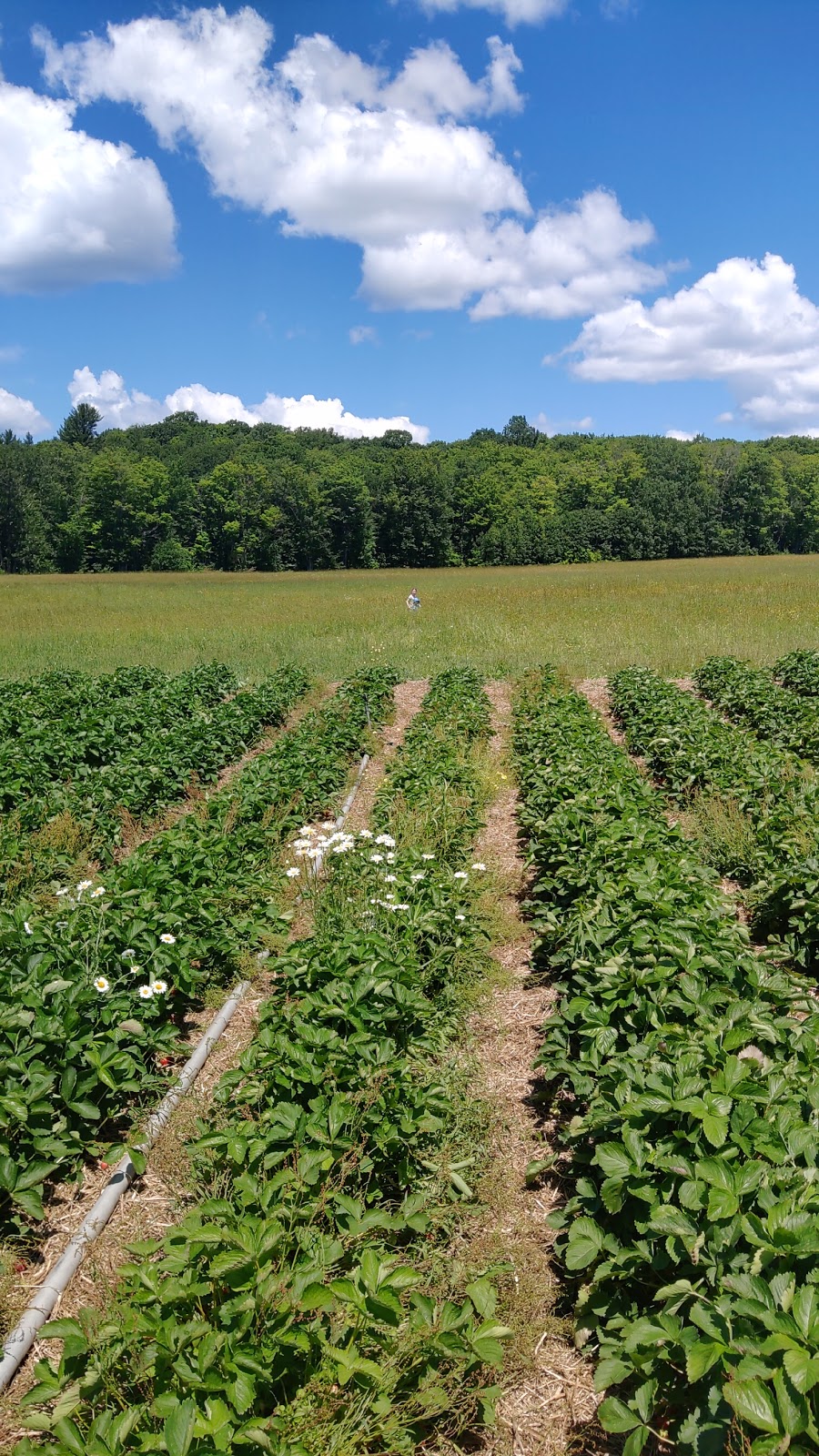 Taylor Strawberry Farm | 1490 Dee Bank Rd, Windermere, ON P0B 1P0, Canada | Phone: (705) 769-2368