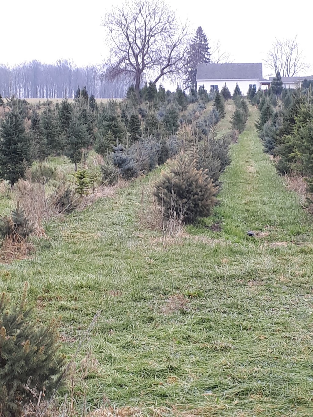 Vanderklooster Christmas Trees | 424847 Substation Rd, Burgessville, ON N0J 1C0, Canada | Phone: (519) 535-0215