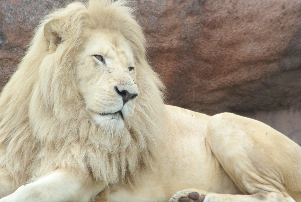 Lion Exhibit | 2000 Meadowvale Rd, Scarborough, ON M1B 5K7, Canada | Phone: (416) 392-5929