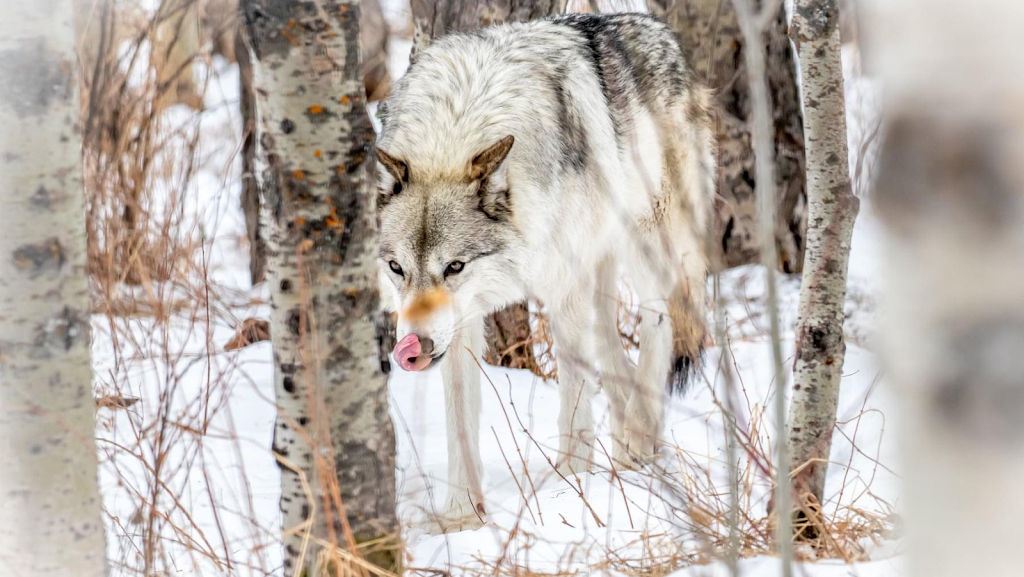 Christie Hurley Images | 84 Delta Crescent, Elkford, BC V0B 1H0, Canada | Phone: (250) 425-4121