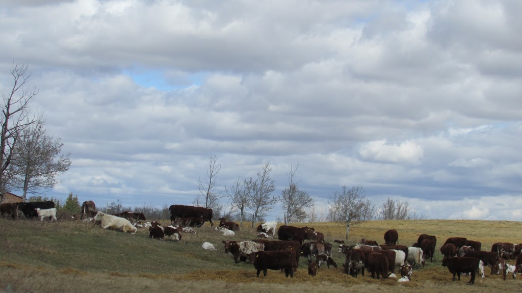 Prospect Hill Shorthorns | Township Rd 430, Meeting Creek, AB T0B 2Z0, Canada | Phone: (780) 877-2444