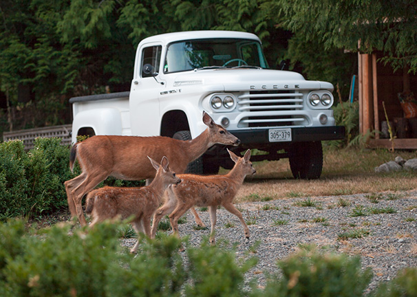 Bowen Island Classic Motor Show | 1441 Adams Rd, Bowen Island, BC V0N 1G2, Canada | Phone: (604) 618-6413