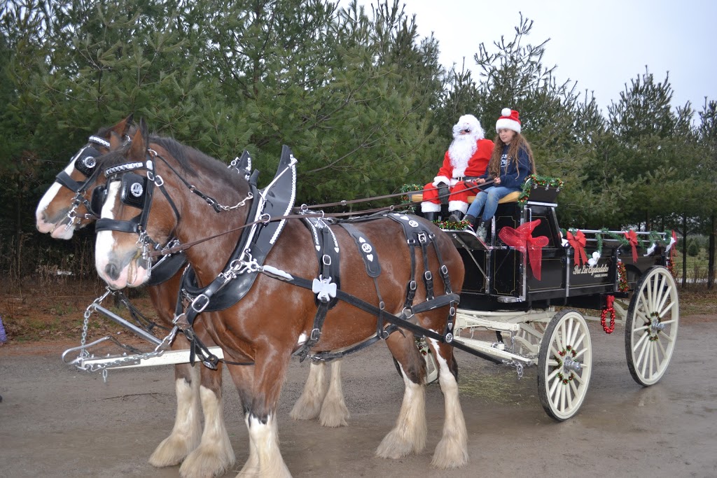 Merry Farms | 1974 Concession 2 Rd W, Lynden, ON L0R 1T0, Canada | Phone: (519) 647-2648