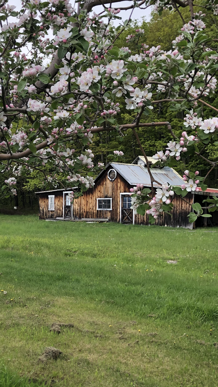 Verger Sylvain Lavallée | 699 Rue Lavallée, Saint-Joseph-du-Lac, QC J0N 1M0, Canada | Phone: (514) 531-3570