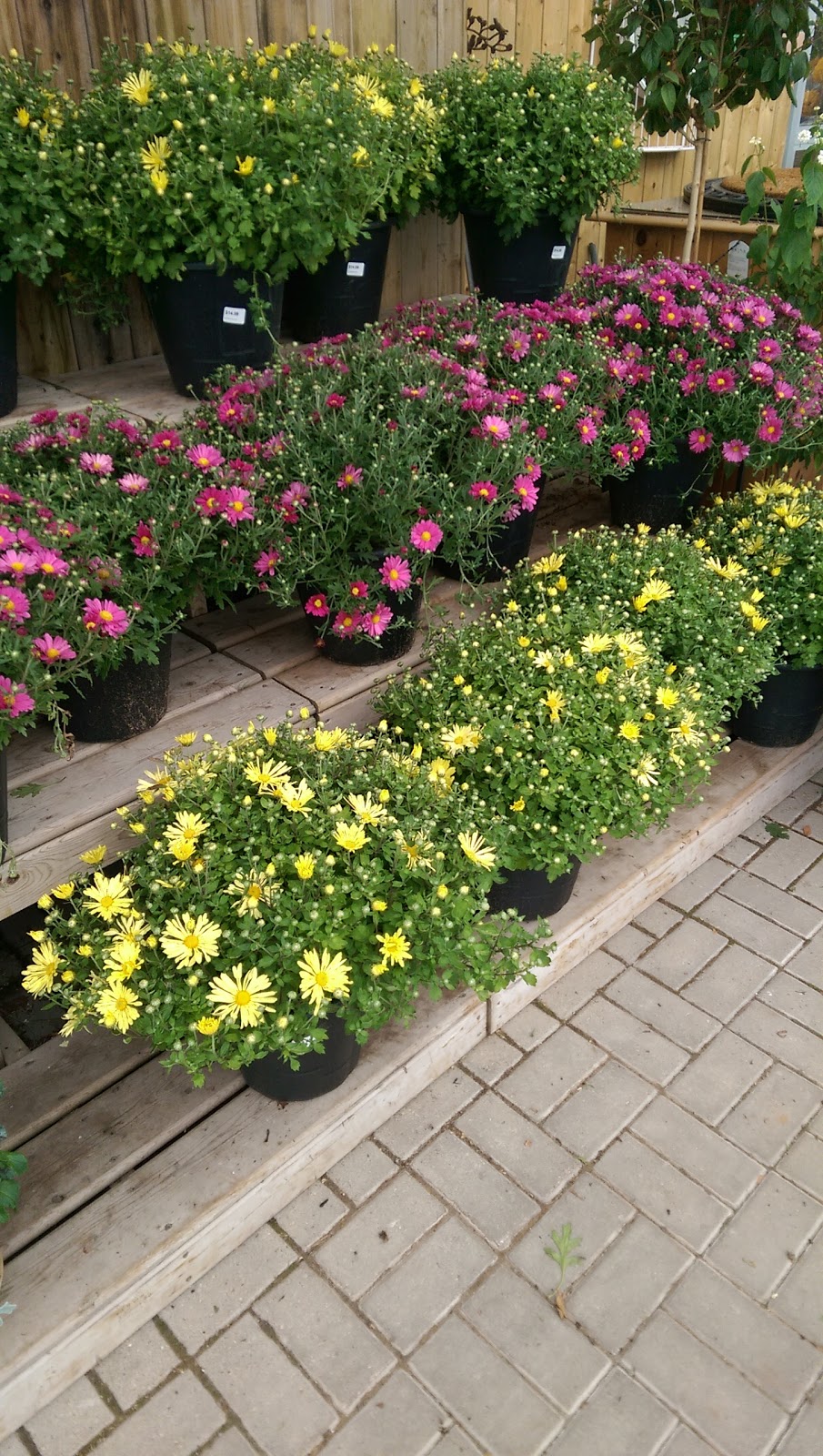 Connon Nurseries | 956A Old Highway #2, Trenton, ON K8V 5P5, Canada | Phone: (613) 392-0402