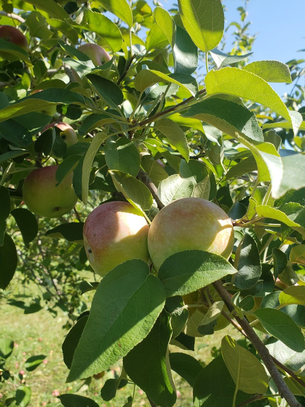 Apple Orchard | 6121 Cabin Rd, Osgoode, ON K0A 2W0, Canada