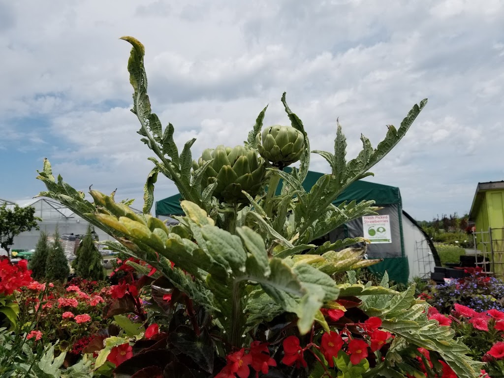 Richmond Nursery Strawberry Farm | 5740 Old Richmond Rd, Richmond, ON K0A 2Z0, Canada | Phone: (613) 838-2282