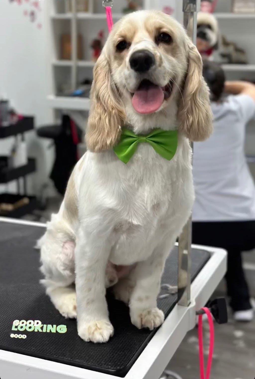 Pawparazzi Dog Grooming and Spa | 125 Hawkview Blvd Unit 5, Vaughan, ON L4H 2E2, Canada | Phone: (416) 948-7040