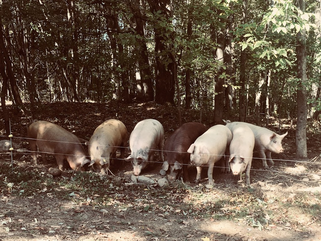 Ferme Patch | 328 Chemin Stagecoach, Brome, QC J0E 1K0, Canada | Phone: (450) 775-8698