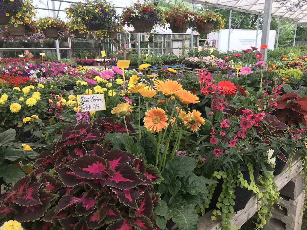 Peters Greenhouses Garden Centre | 9381 McLaughlin Rd N, Brampton, ON L6V 1A1, Canada | Phone: (905) 453-1364