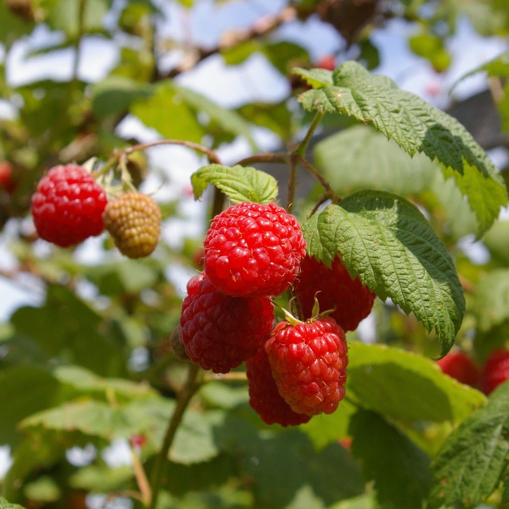 Aux Ptits Fruits Enr | 33 Rue Barré, Granby, QC J2H 2E8, Canada | Phone: (450) 378-6646