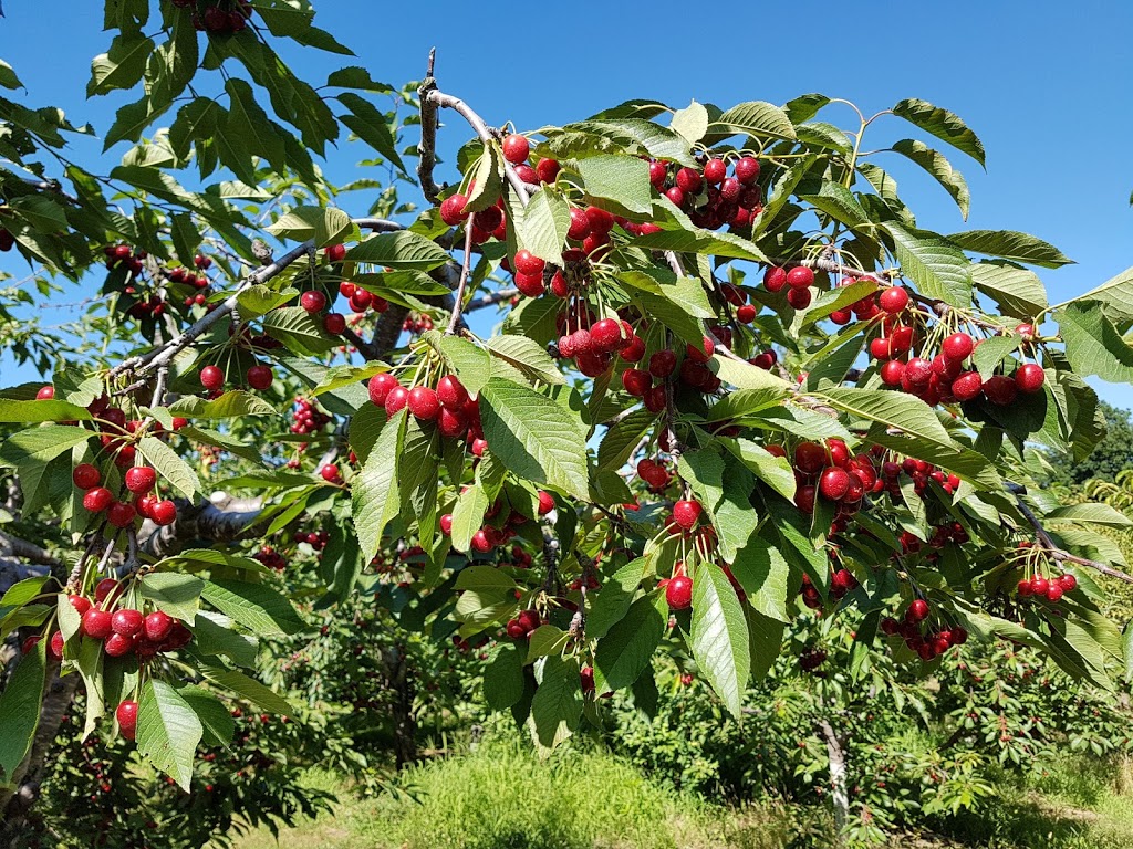 Weilands Cherry Farm | 1625 Haist St, Fonthill, ON L0S 1E0, Canada | Phone: (905) 892-3744