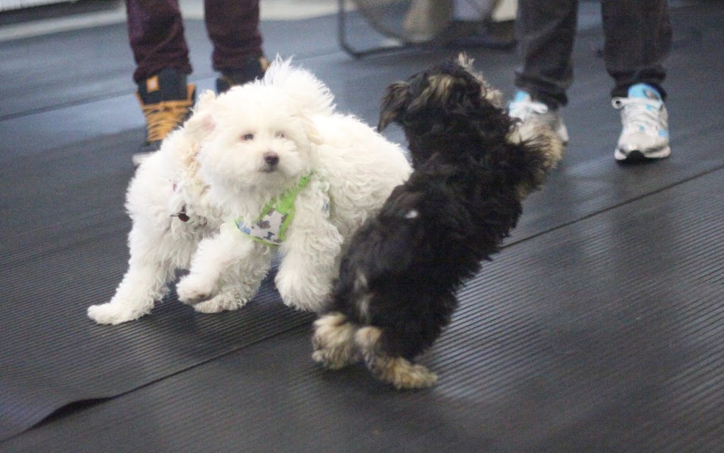 Canine Campus Training Centre | 1 Laidlaw Blvd, Markham, ON L3P 1W5, Canada | Phone: (905) 477-8092