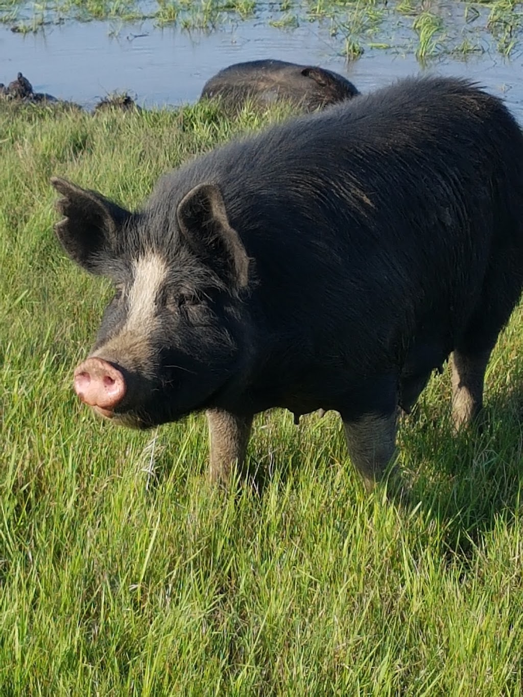 Cobblestone Farm Berkshire Pigs | Box 92, Imperial, SK S0G 2J0, Canada | Phone: (306) 715-2042