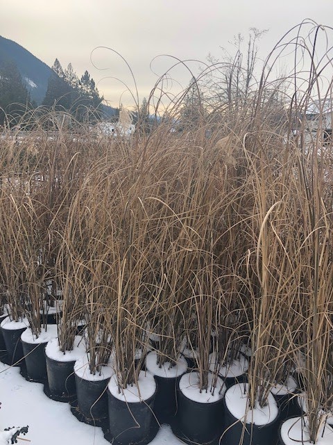 Green Flow Nurseries ltd. | 35850 Pattison Rd, Fraser Valley F, BC V2V 4J1, Canada | Phone: (604) 217-2992