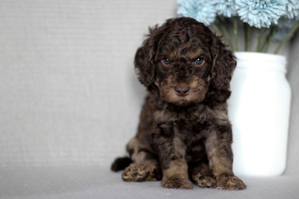 Ridge & Valley Farm- Goldendoodle Breeder | 5318 ON-3, Simcoe, ON N3Y 4K4, Canada | Phone: (905) 518-8771