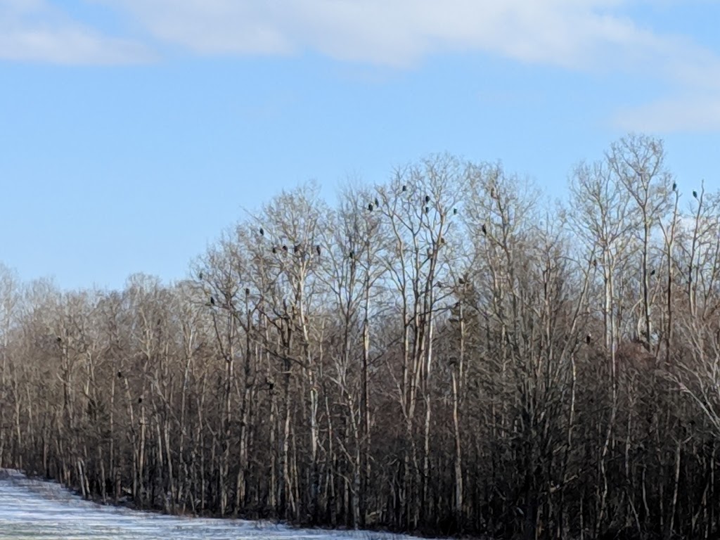 Sheffield Mills Eagle Watch -Eagle viewing site | 1770 Middle Dyke Rd, Centreville, NS B0P 1J0, Canada | Phone: (902) 582-1708