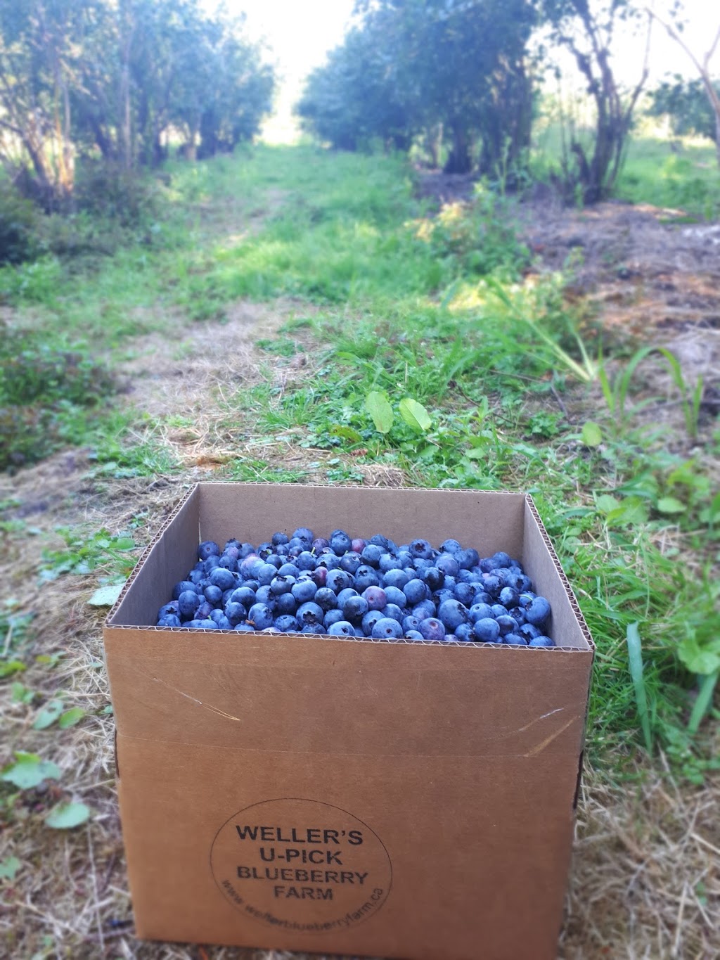 Wellers Blueberry Farm | 26097 84 Ave, Langley City, BC V1M 3N4, Canada | Phone: (604) 856-6817