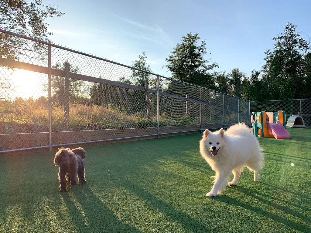 Adeles Doggie Daycare Countryside | 256 St, Langley Twp, BC V4W 2J9, Canada | Phone: (604) 996-9325