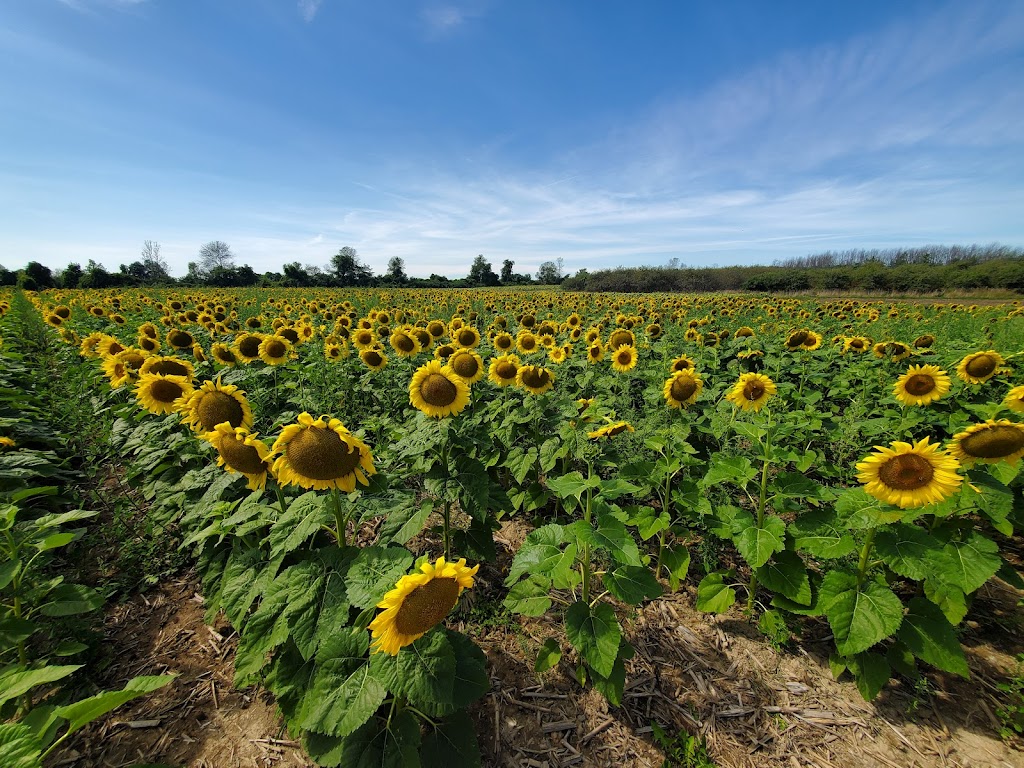 Wynn Farms (Flowers and Sunflowers) | 9592 Loyalist Pkwy, Greater Napanee, ON K7R 3K7, Canada | Phone: (613) 881-0303