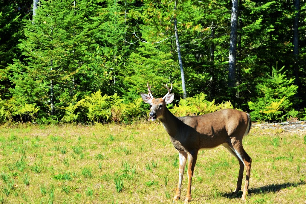 Chalet Rustique CRDS Tremblant | 832 Chemin du Lac Équerre, Lac-Supérieur, QC J0T 1J0, Canada | Phone: (514) 567-7037