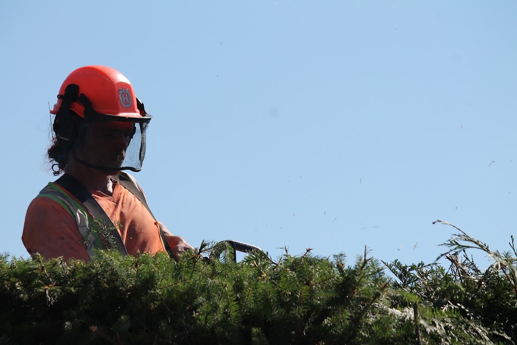 Treeworks Tree Services Ltd | 454 Maquinna Pl, Qualicum Beach, BC V9K 1B3, Canada | Phone: (250) 752-5544