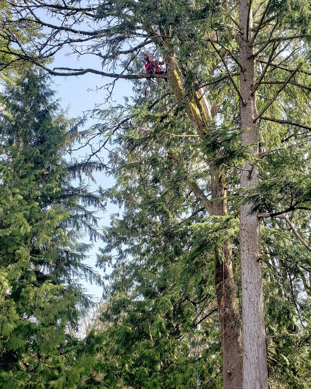 Sids Tree Service | 645 Skeena St, Vancouver, BC V5K 4P3, Canada | Phone: (604) 302-5214