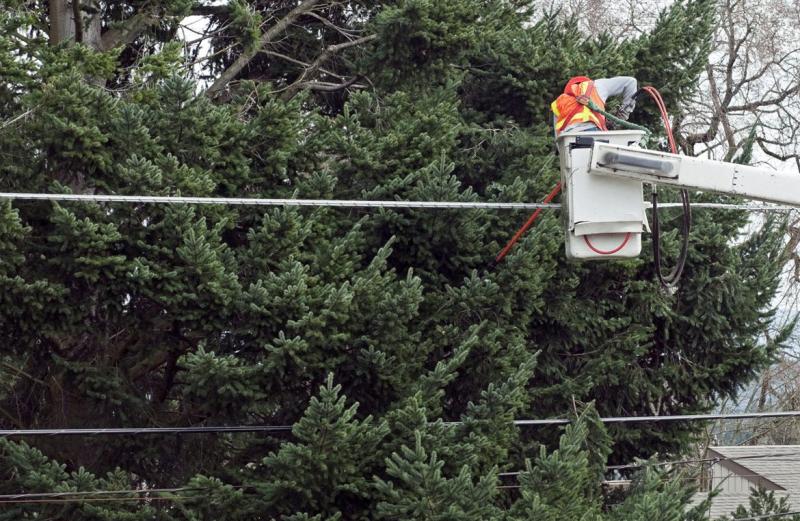 Five Star Tree Services in Toronto, Richmond Hill & GTA | 156 Duncan Rd, Richmond Hill, ON L4C 6J8, Canada | Phone: (416) 990-3355