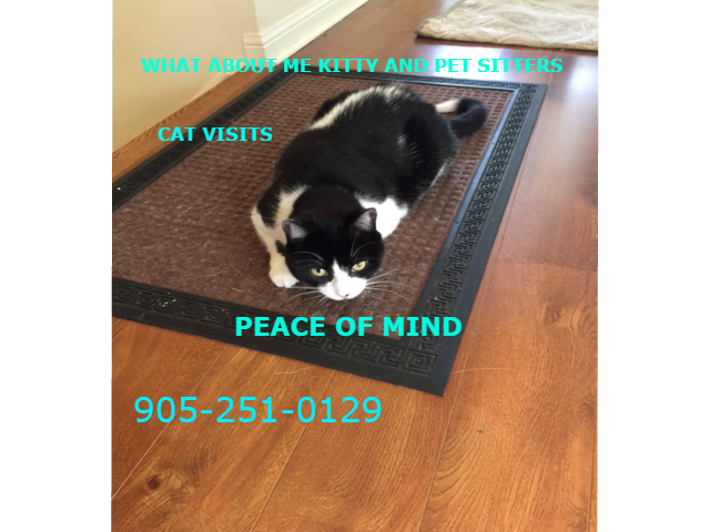 What About Me Kitty and Pet Sitters | 37 Poplar St, Uxbridge, ON L9P 1H1, Canada | Phone: (905) 251-0129