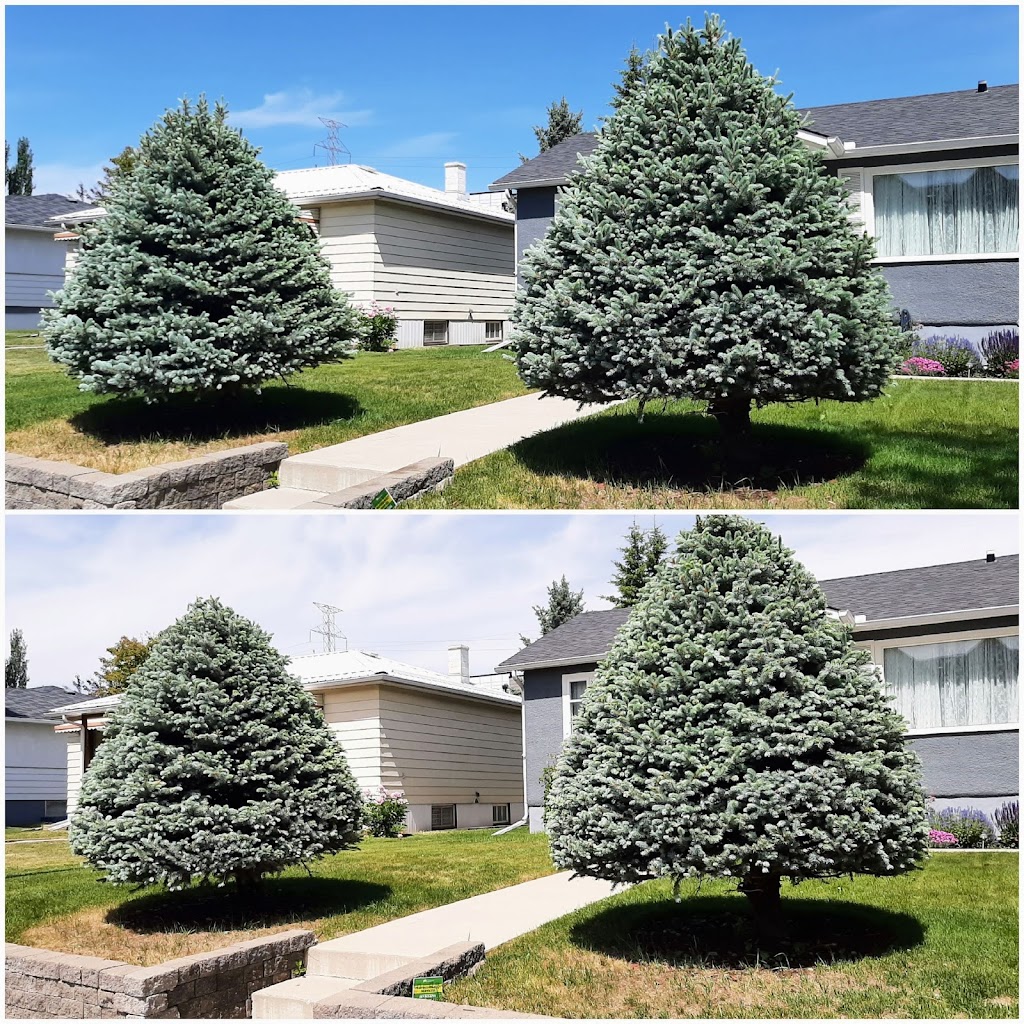 Calgary Best Lawn Care | 57 Ave SW, Calgary, AB T2V 0H4, Canada | Phone: (587) 969-5296