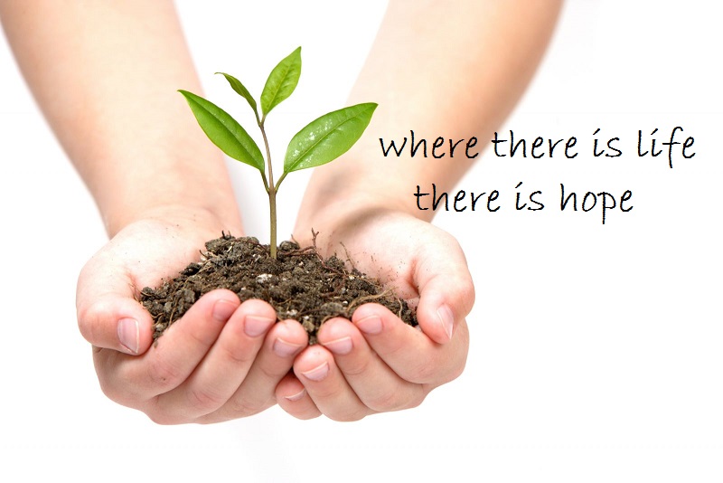 Seedlings of Hope | 1267 St Clair Ave W #3, Toronto, ON M6E 1B9, Canada | Phone: (416) 876-5905