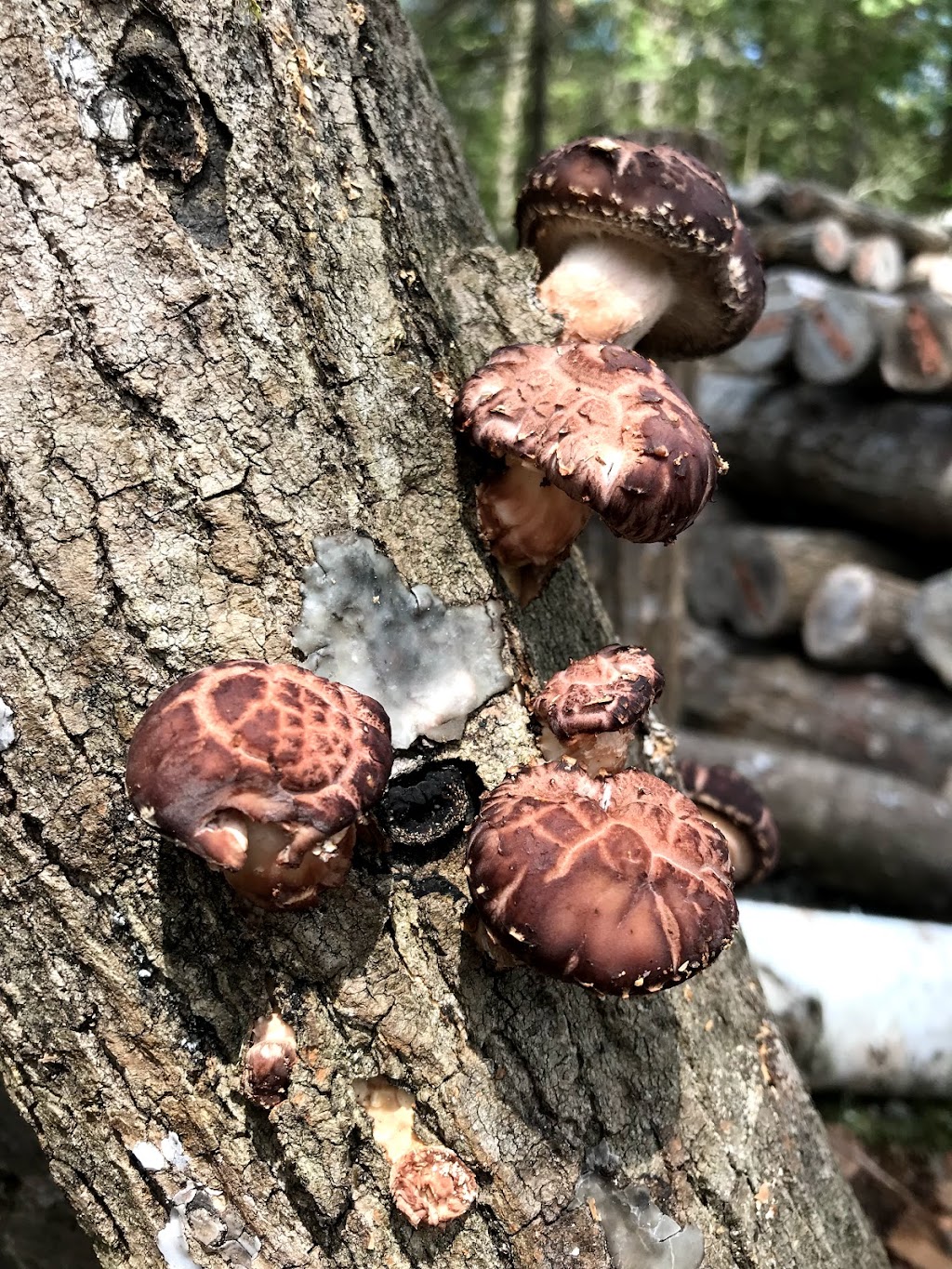 Violon et Champignon | 1047 Ch. 3e Rang, Sainte-Lucie-des-Laurentides, QC J0T 2J0, Canada | Phone: (418) 525-8635