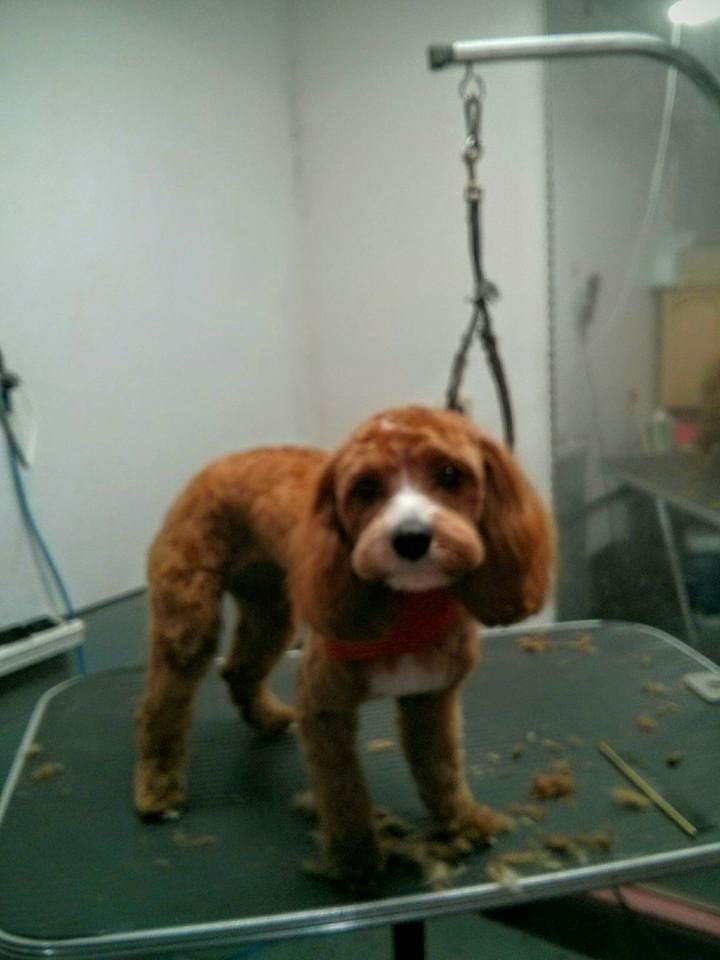 Sandys Dog Grooming | 1987 River Rd W, Wasaga Beach, ON L9Z 2W1, Canada | Phone: (705) 429-4113