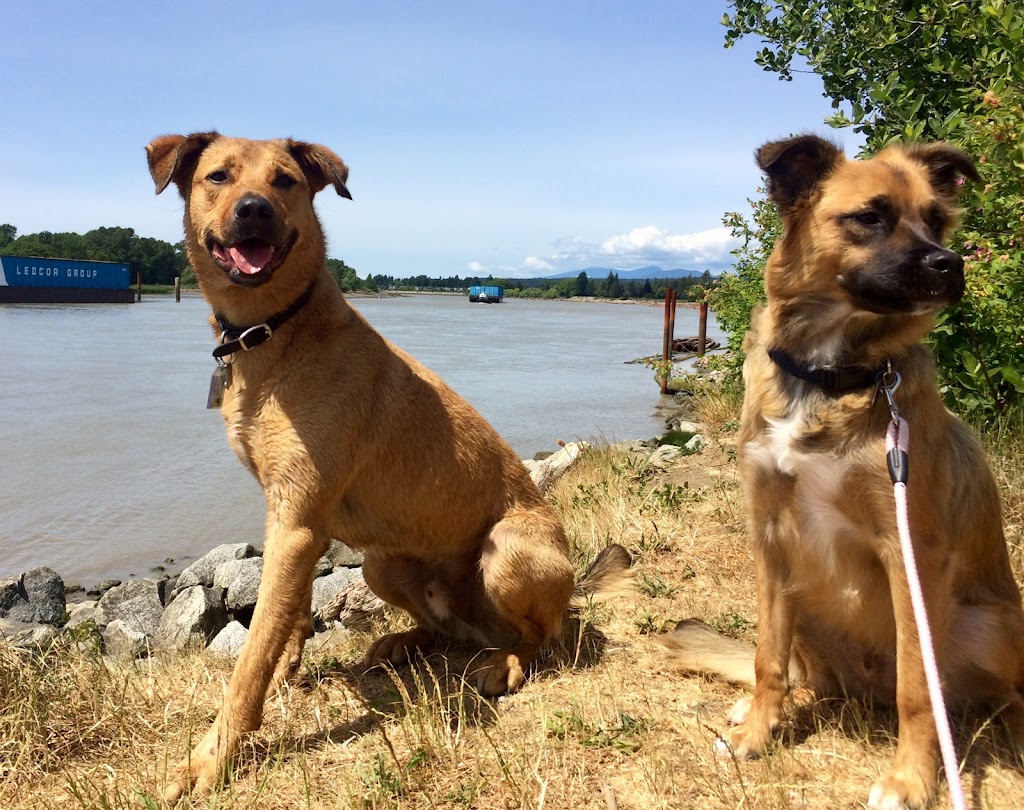 Lucky Paws Dog Walking | 44 E 13th Ave, Vancouver, BC V5T 4K7, Canada | Phone: (778) 908-1585