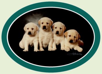 Castilleja Labradors | 1852 ON-118, Bracebridge, ON P1L 1X1, Canada | Phone: (705) 645-2848