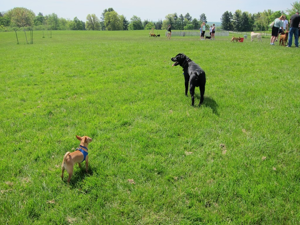 Knox Farm Dog Park | 437 Buffalo Rd, East Aurora, NY 14052, USA | Phone: (716) 652-0786