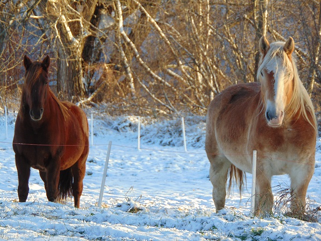 HORSE WORLD DISTRIBUTION | 210 Chemin de Granby, Bromont, QC J2L 1G5, Canada | Phone: (450) 726-0701