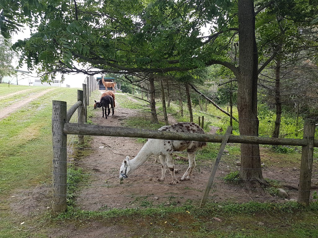 Leaping Deer Adventure Farm and Market | 544212 Clarke Rd, Ingersoll, ON N5C 3J8, Canada | Phone: (519) 485-4795