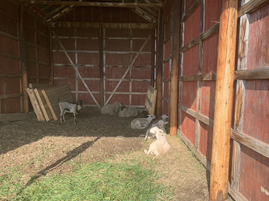 Ashiq Family Goat farm | 55503 AB-777, Alberta T0E 1V0, Canada | Phone: (780) 219-4398