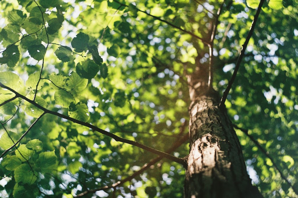 Elevated Tree Removal | 82 Martin Close, Red Deer, AB T4R 1R7, Canada | Phone: (403) 848-4482