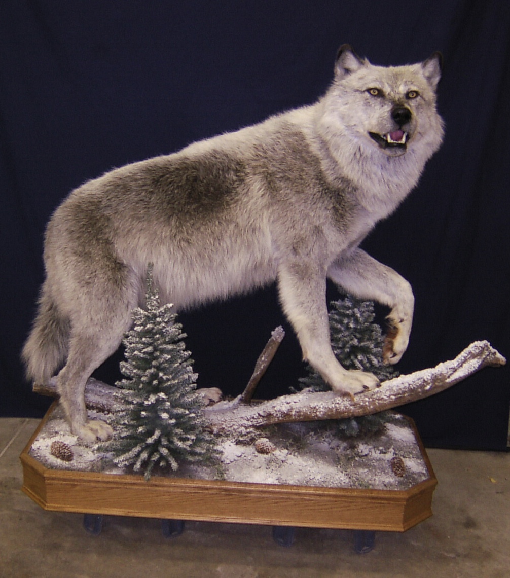 Extreme Taxidermy | 10379 109 Ave, Westlock, AB T7P 1G8, Canada | Phone: (780) 349-5412