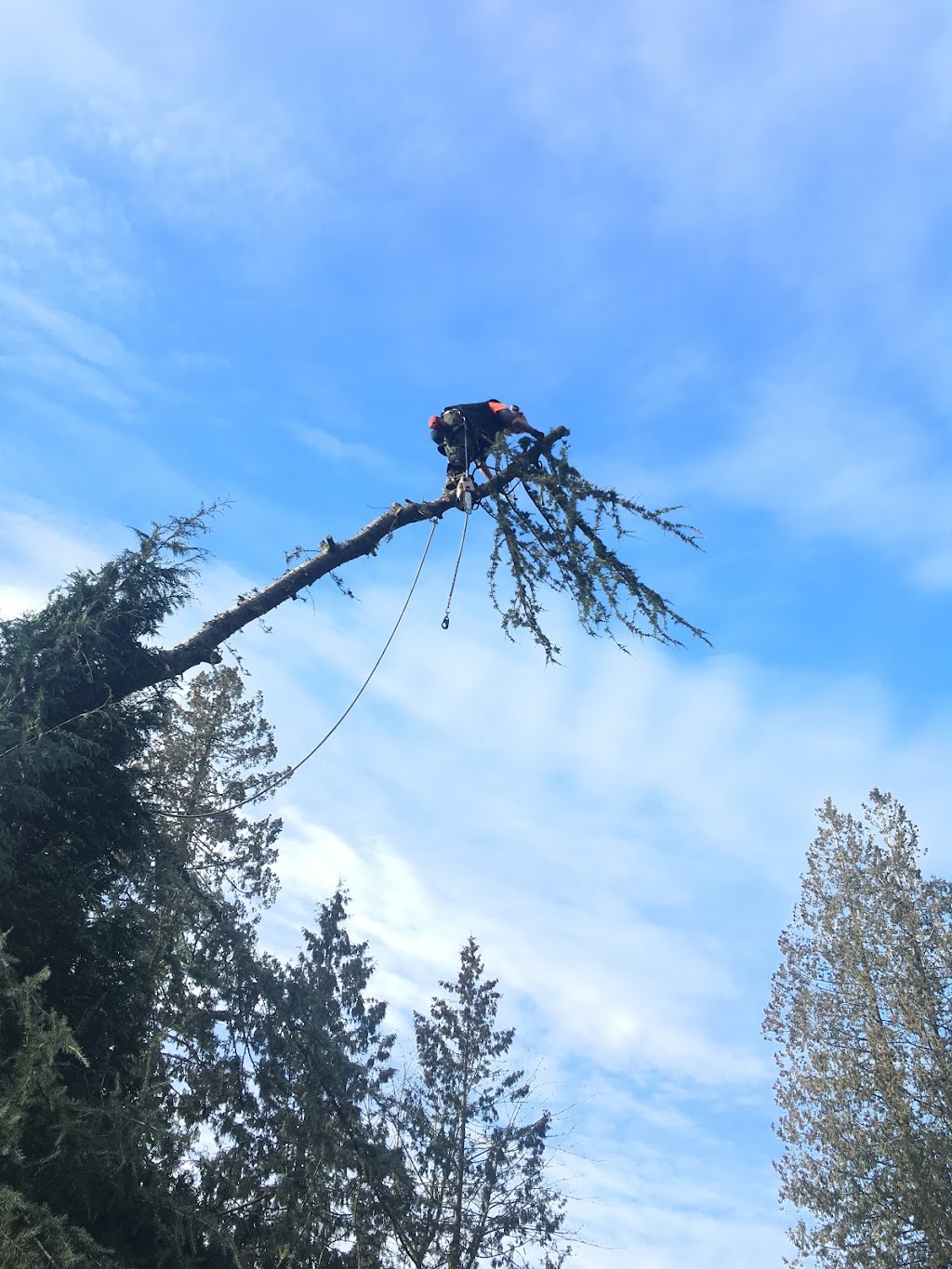 Country Tree Service | 18814 8 Ave, Surrey, BC V3S 9R9, Canada | Phone: (604) 535-1201